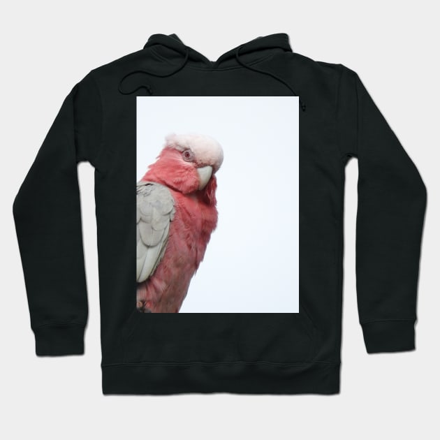 Galah Hoodie by kirstybush